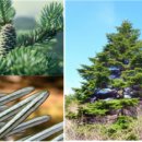 지리산큰나무 이미지