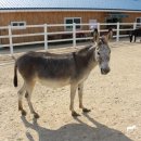 순산목장 이미지