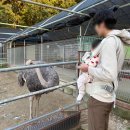 부근농장 | 파주 아이랑 갈만한곳 동물농장 롯데아울렛파주점 부근 타조마을 다양한 농장체험 프로그램