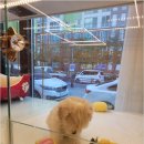 플랜멍 강아지분양 포항점 이미지