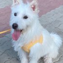 1758 | [❤️입양후기❤️] 1758. 들레🐶