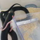 컴페니언 펫 이미지