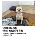 세종애견훈련소 | 세종 애견훈련 방문교육 후기, 강아지 배변실수 출장훈련 행동교정