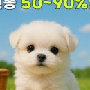 아이러브 독 이미지