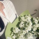 세잎클로버