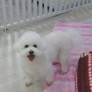 멍이가 웃통벗는날 이미지