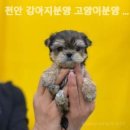 천안 강아지분양 고양이분양 나라애견본점 이미지