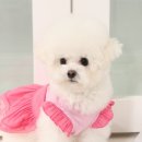 어도러블독 이미지