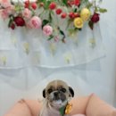 폴링인독 이미지