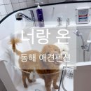 망상해변내 3호 | 강원 동해 망상해수욕장 강아지펜션 너랑온 애견펜션