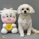 똘똘하개 네이버블로그