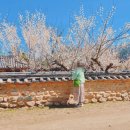 동강서원 | 대구근교 매화 명소 경북 성주 회연서원 3월 가볼만한곳