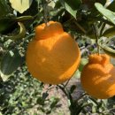 야베스 1농장 이미지