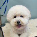 호다닥쑥 이미지