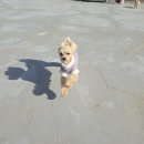 펫스티벌 동물병원 | 펫스티벌 일산 애견호텔 후기