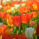 인주초등학교 이미지