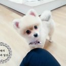 퍼피스캔들 이미지