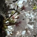 성산대교남단 | 안양천 제방 벚꽃길