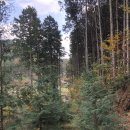 고사리맨션이 이미지