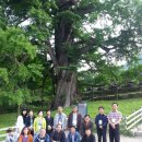 스테이나무 이미지