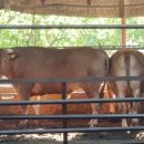 태영농장 이미지