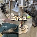 그램도그 | 고양이 용품 스크래쳐 추천 그램도그 원목 기둥 스크래쳐, 붙이는 스크래쳐 후기