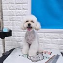 바오펫 이미지