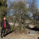 석성동헌 탱자나무 이미지