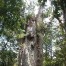 세계에서 가장 오래된나무 이미지
