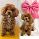 쑝이네 애견샵 | 강아지 두번째 미용, 왕자님으로 변신이 가능한 평택 팽성 쑝이네애견샵 방문