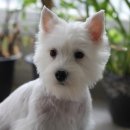 우리집첫째 이미지