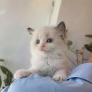 천안고양이 분양 퍼스트캣 본점 | [천안고양이분양 퍼스트캣 본점] 안심하며 만나는 당진먼치킨분양