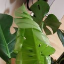 송송테라피 이미지