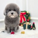 더펫미용실 이미지