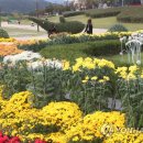 국화전시회 버스킹 문화공연 이미지