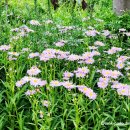 곰배령 주니네 이미지