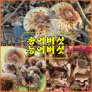 (능이버섯) 송이와 능이버섯을 본 산행 이미지