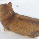 댕댕# 이미지
