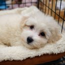 포멀독 반려견센터 | 인천강아지분양 버디독에서 만난 운명의 반려견 후기