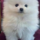 강아지분양 고양이분양 도그마루 무료 검단점 이미지