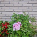 (주)디아라 | [로마는왜10] 아돌푸스가 로만티스트다 :: 3권 31장~33장