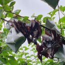 보령시농업기술센터 이미지