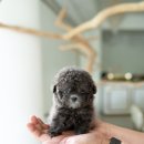 블루퍼피 이미지