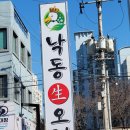 낙동생오리 이미지