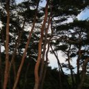 천하 사람을 위한 그늘(중앙선데이) / 원철스님 이미지