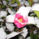 언제나봄 이미지