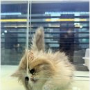 아담스펫 강아지분양 고양이분양 강남점 | 잠실고양이분양 직접 다녀온 후기, 아담스펫 강남점에서 느낀 점