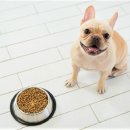 반려동물관리사자격증 이미지