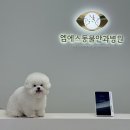 신논현 강아지백내장 엠에스동물안과 후기