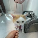 즐겨찾냥 이미지